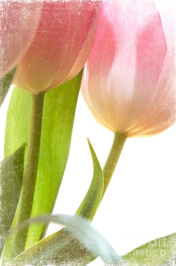 Tulip Photograph - Tulips by Kim Fearheiley