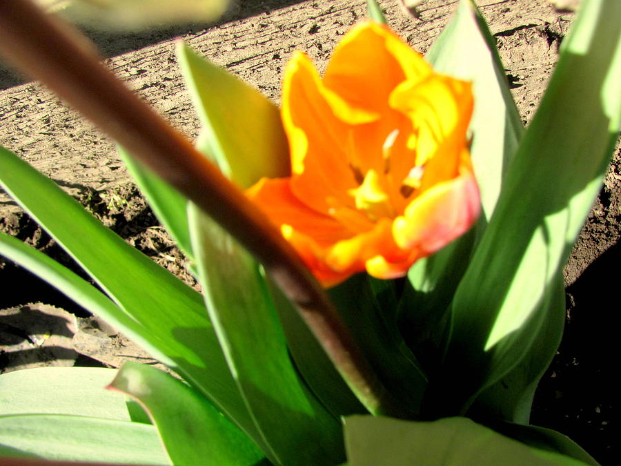 Tulip Photograph - Tulips Light by Amy Bradley