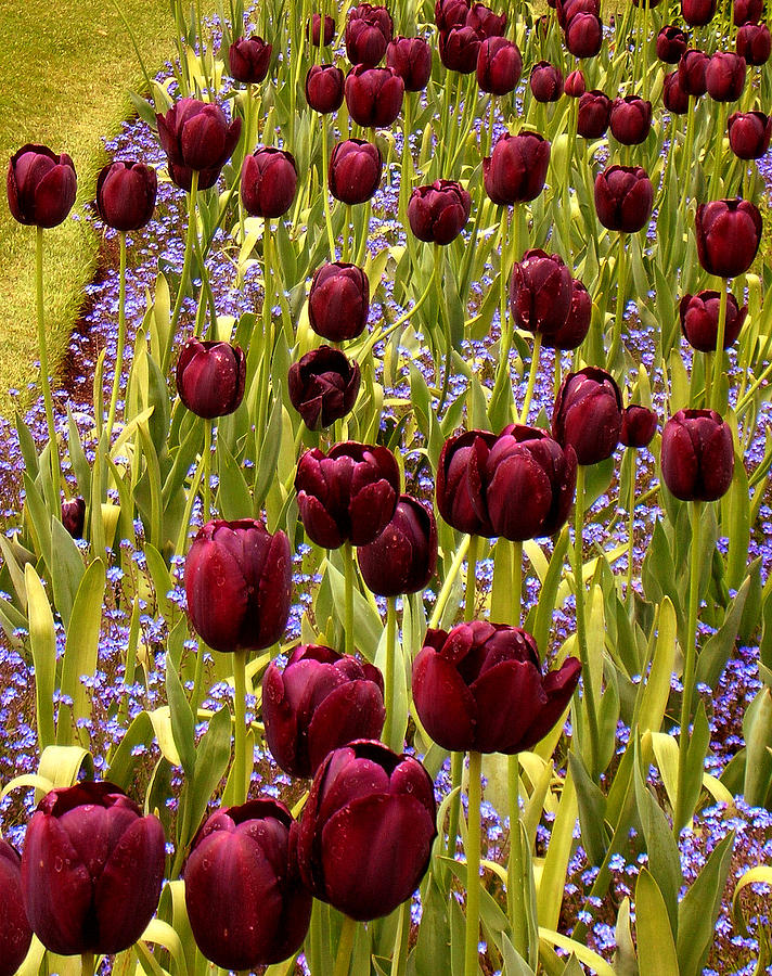 Flower Photograph - Tulips by Michael Cinnamond