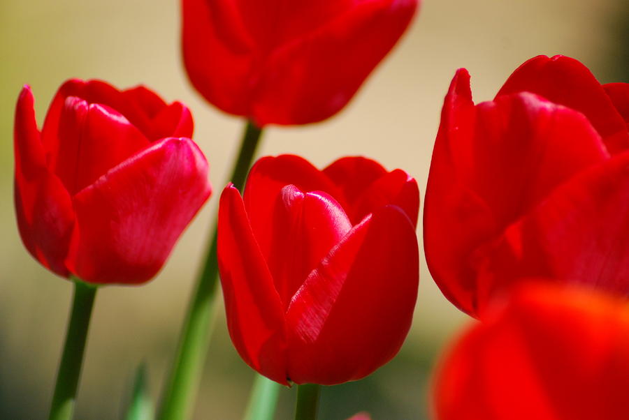 Tulips of Red Photograph by Wanda Jesfield