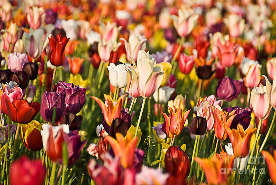 Tulip Photograph - Tulips by Okan YILMAZ