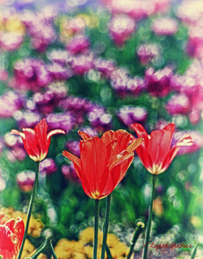 Tulips on Beautiful Bokeh Photograph by Lynne Jenkins