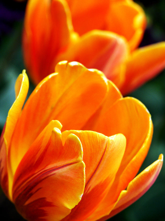 Tulips on Fire Photograph by John and Julie Black