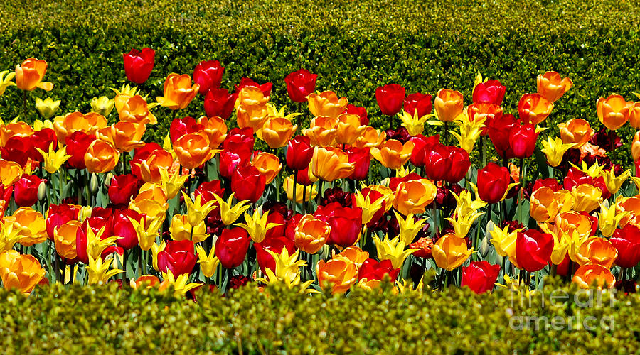 Chicago Photograph - Tulips Paralleled by Nancy Mueller