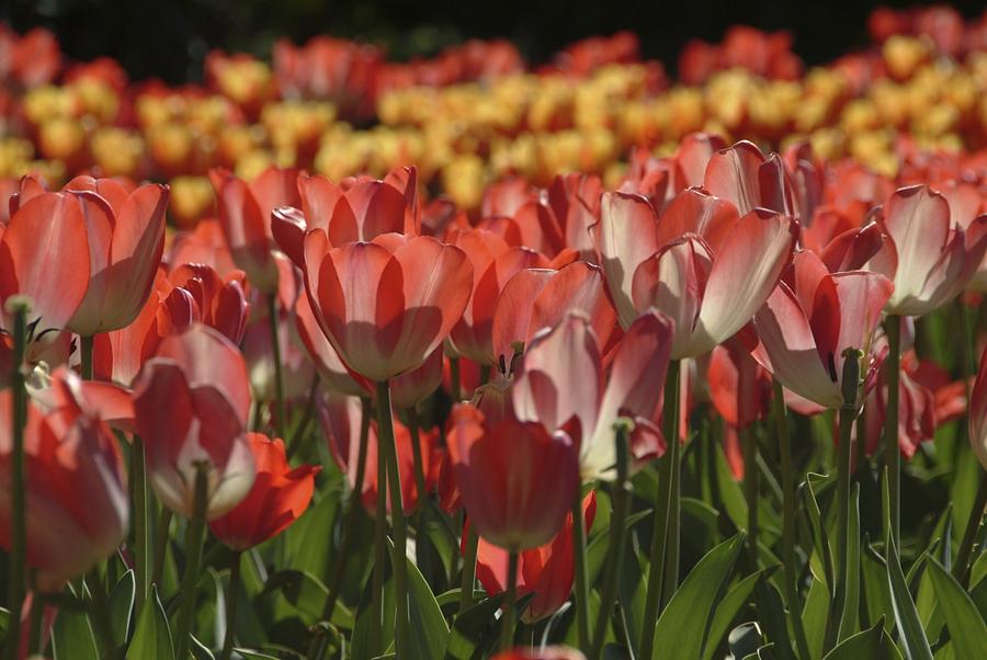 Tulips  Photograph by Ralph Jones