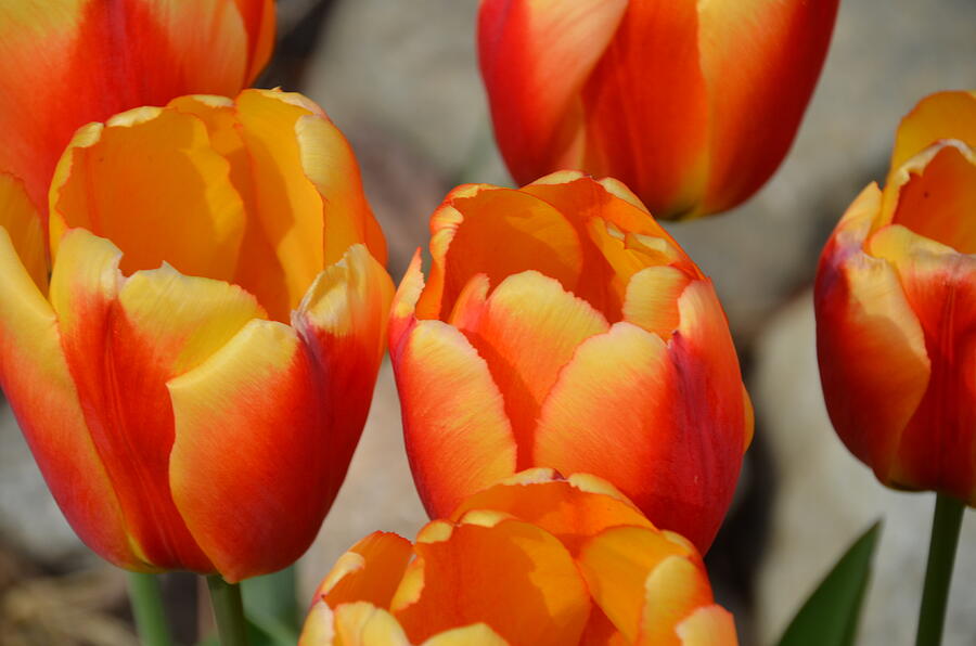 Tulips Photograph by Randy J Heath