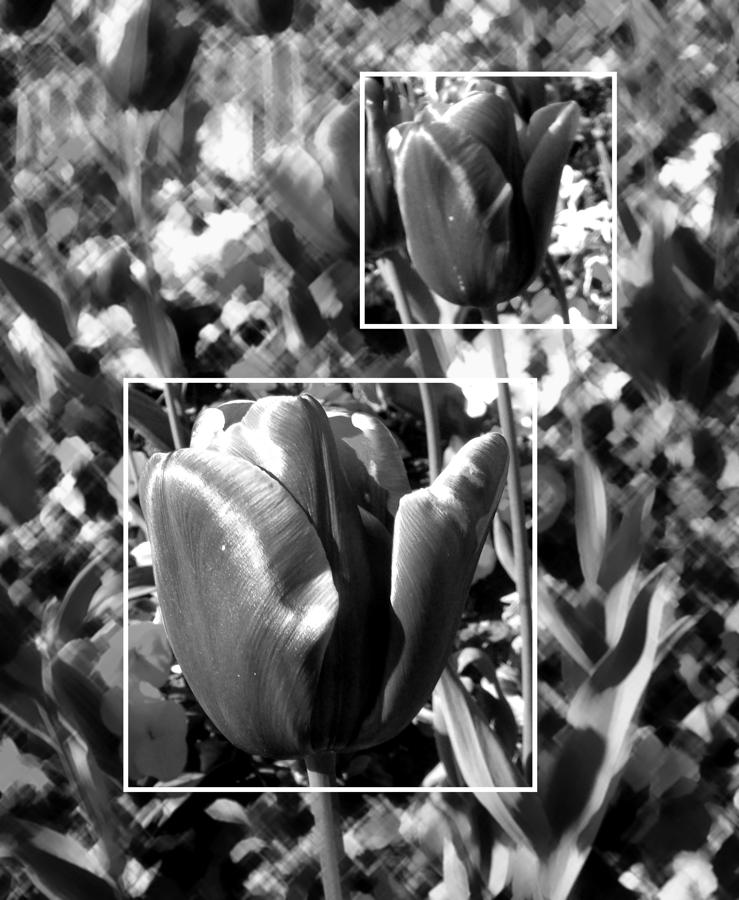 Tulip Photograph - Tulips by Roberto Alamino