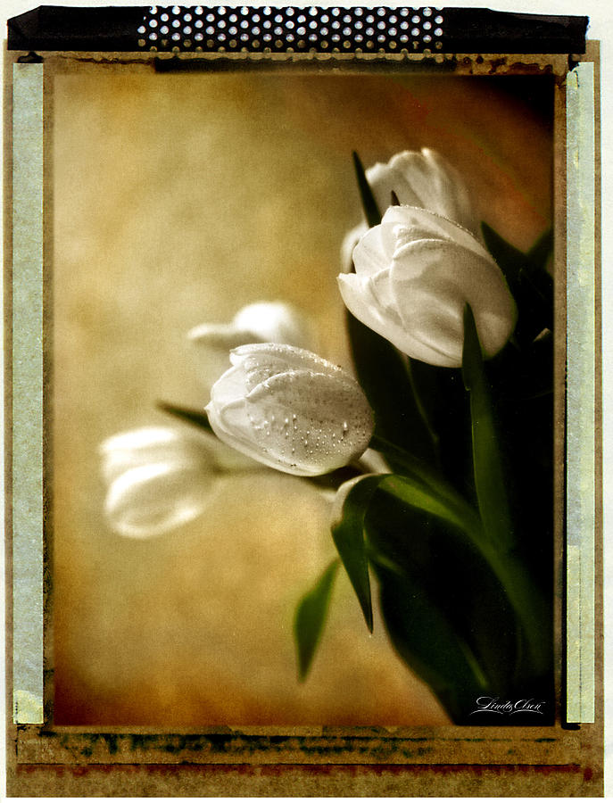 Tulips Side Sepia Photograph by Linda Olsen
