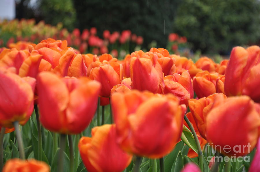 Tulips Photograph by Tatyana Searcy