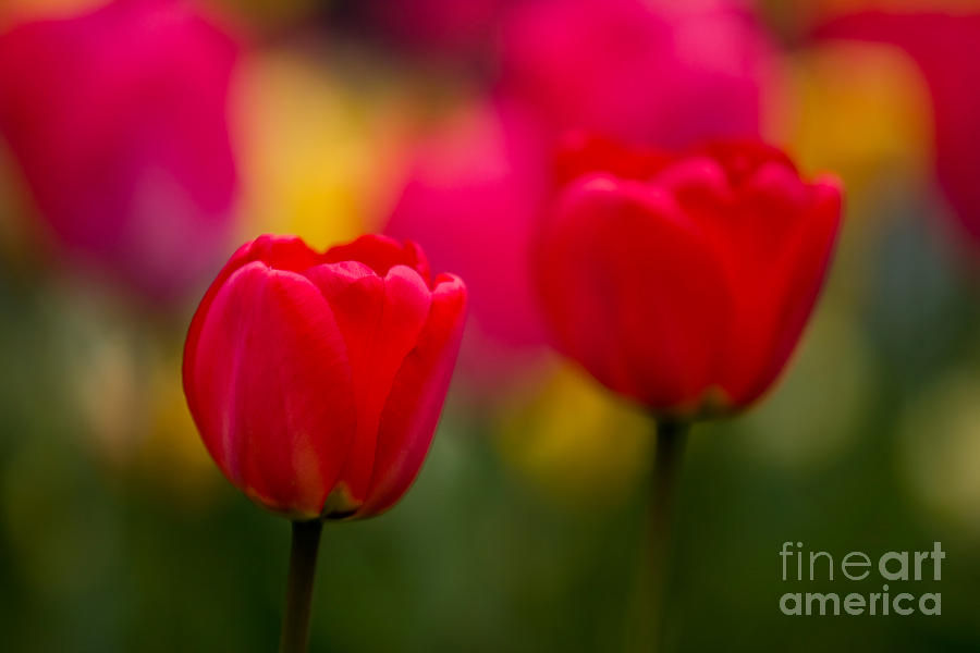 Tulip Photograph - Tulips by Thomas Splietker