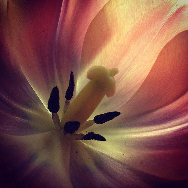 Tulip Photograph - Tulips to Blush By by Angela Josephine
