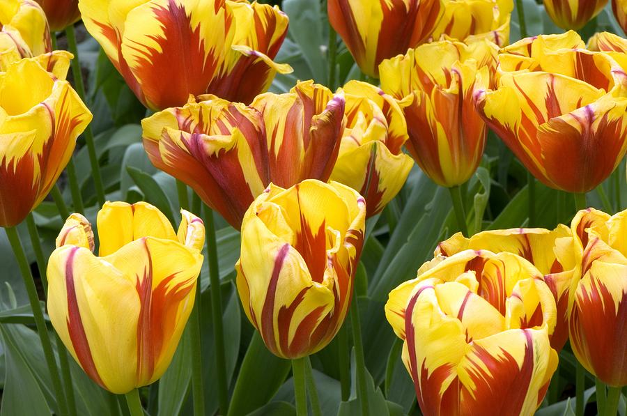 Tulip Photograph - Tulips (tulipa holland Queen) by Adrian Thomas