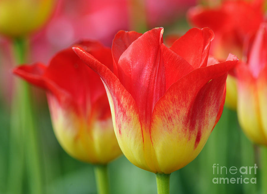 Tulips Up Close Photograph by Vivian Christopher