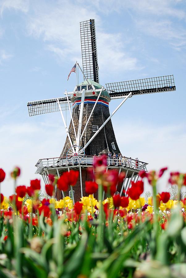 Tulips Windmill Photograph by Kirk Stanley
