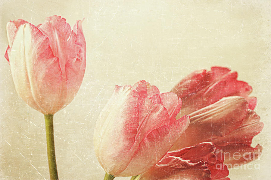 Abstract Photograph - Tulips with old vintage feeling by Sandra Cunningham