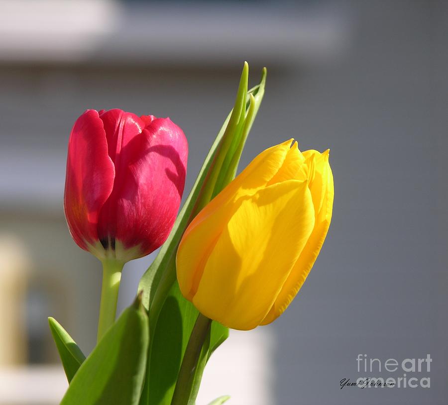 Tulips Photograph by Yumi Johnson