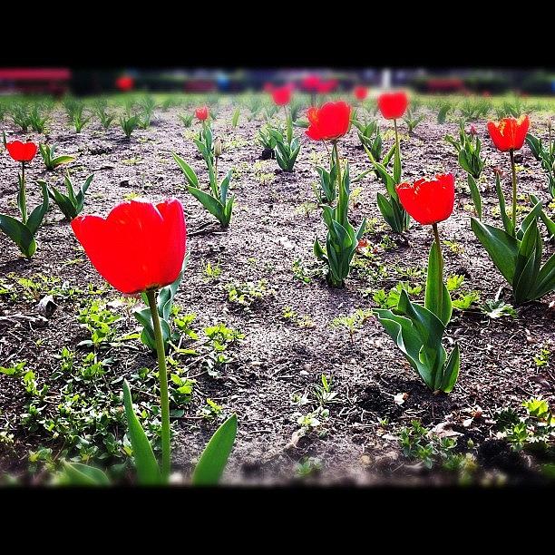 Tulips Photograph by Zsolt Bugarszki