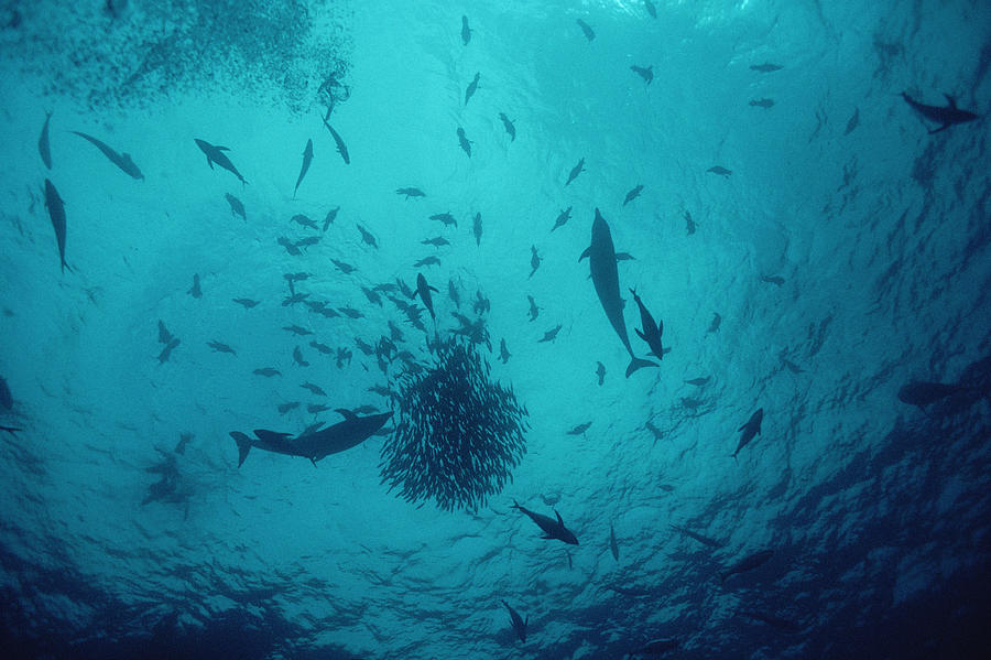 Tuna And Dolphins Feeding On Baitball Photograph by Flip Nicklin