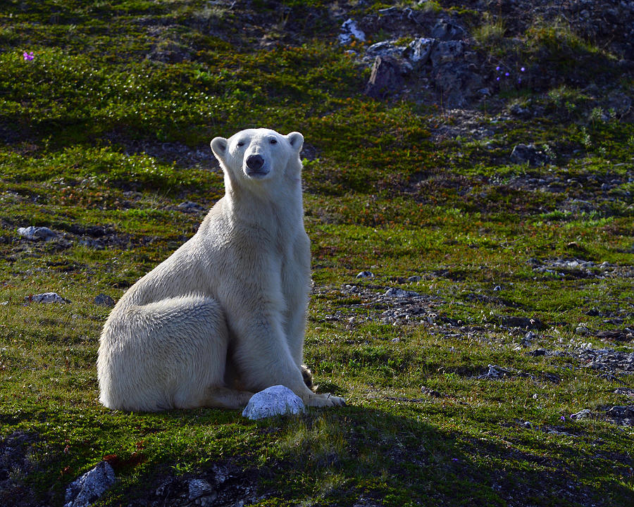 Tundra Bear Photograph by Tony Beck