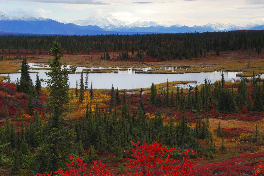 Tundra Landscape Photograph by Alan Lenk