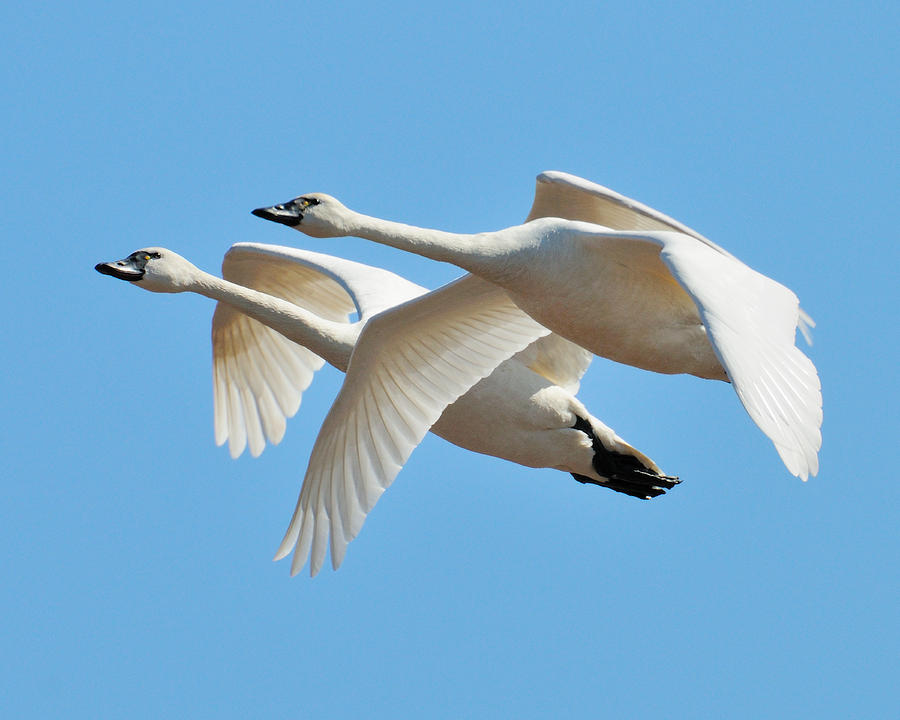 Tundra Swans Photograph by Craig Leaper