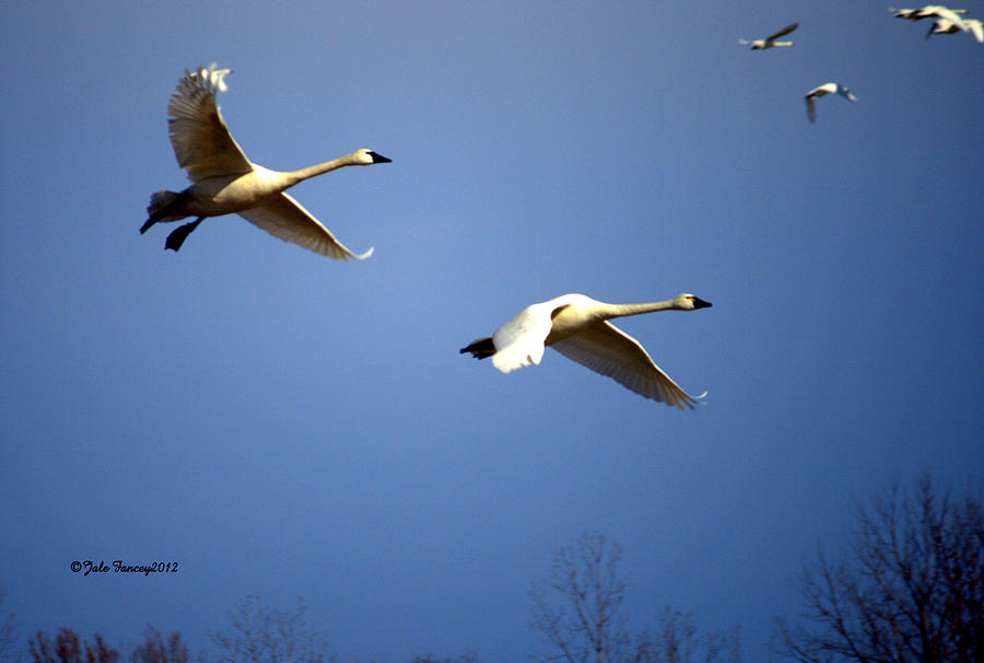 Tundra Swans in Flight Photograph by Jale Fancey