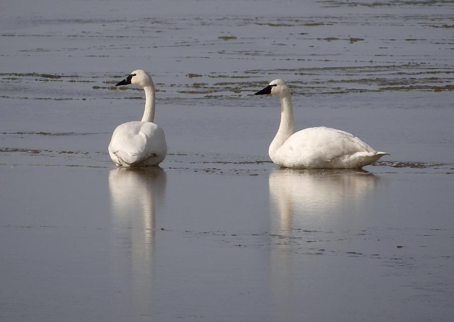 Tundra Swans Photograph by Keith Stokes