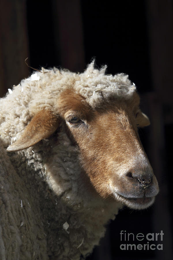 Tunis Sheep portrait Photograph by John Van Decker
