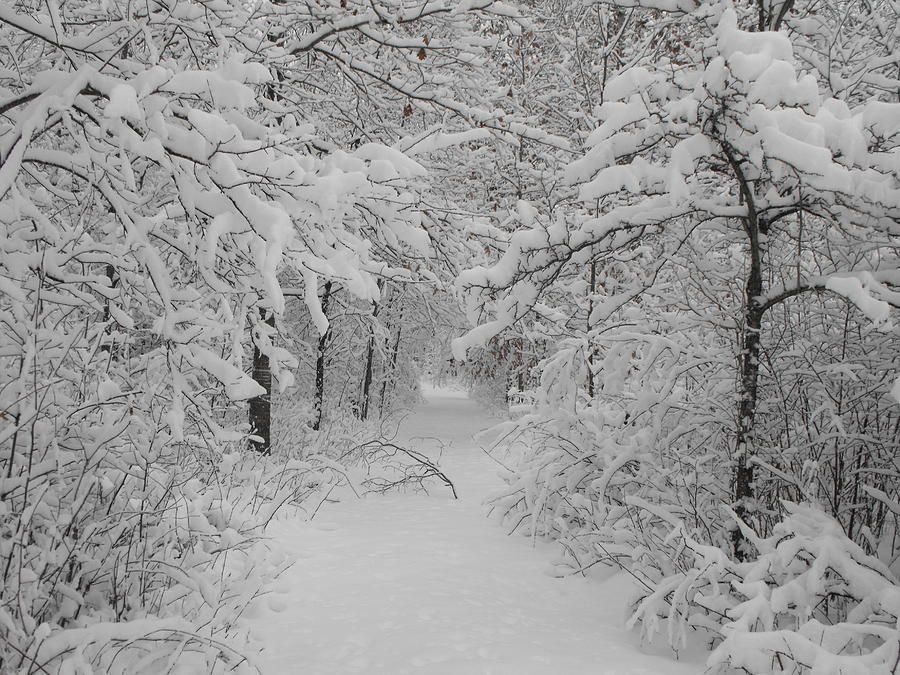 Tunnel of Snow Photograph by Stephanie Kripa - Fine Art America