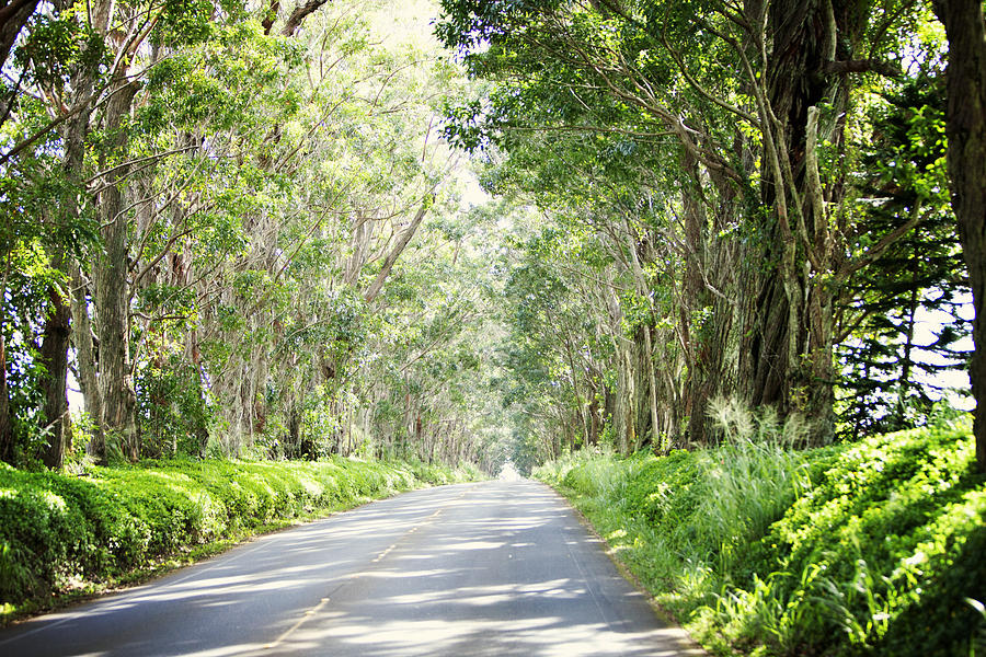 Tunnel of Trees Photograph by Jama Pantel - Fine Art America