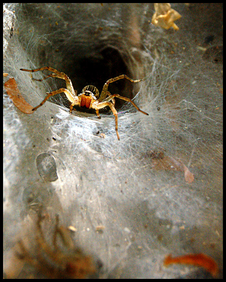 Tunnel Spider Photograph by Vinay Parade