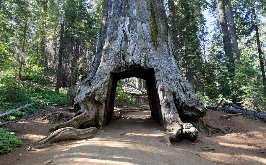 Tuolumne Grove Of Giant Sequoia in Yosemite Photograph by Pierre Leclerc Photography