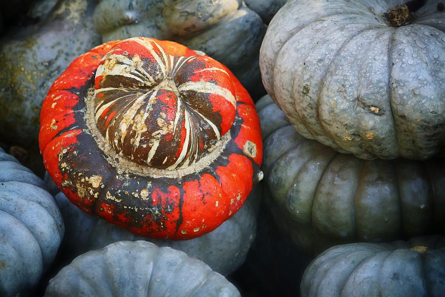 Turban pumpkin Photograph by Joan Carroll