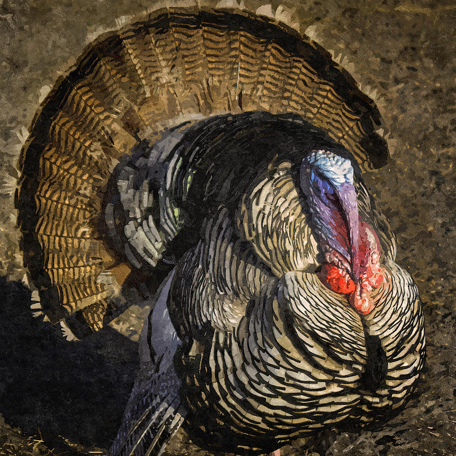 Turkey Photograph - Turkey Day Strut by Lynn Palmer