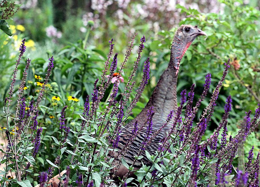 Turkey Photograph - Turkey Flowers by Elizabeth Winter