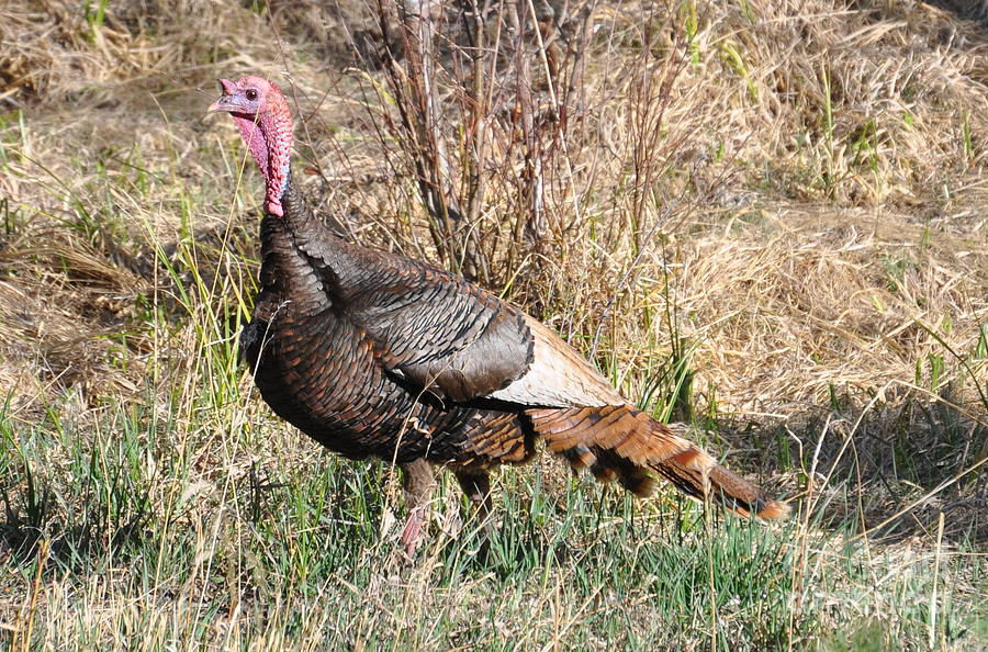 Turkey in the Straw Photograph by Dorrene BrownButterfield
