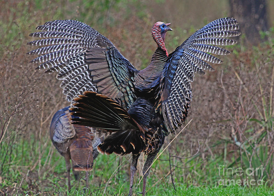 Turkey Revelation Photograph by Larry Nieland