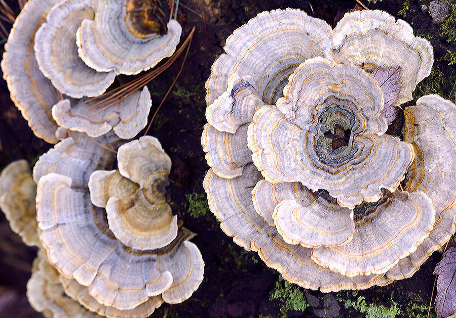 Turkey Tail Photograph by Frank Winters
