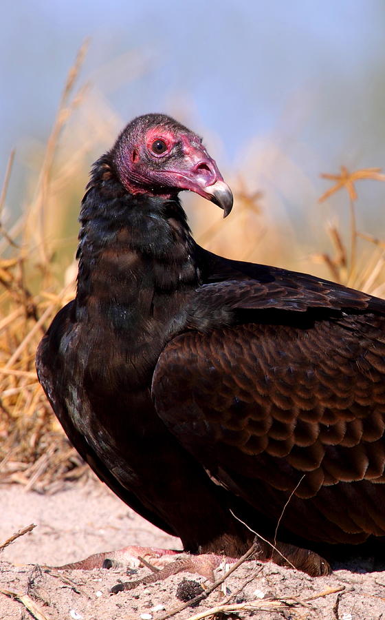 Turkey Vulture Photograph by Bruce J Robinson