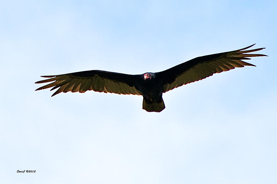 Turkey Vulture Circling Photograph by Stephen Johnson