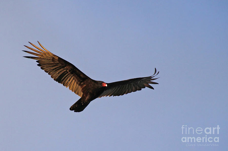 Turkey Vulture Photograph by Clare VanderVeen