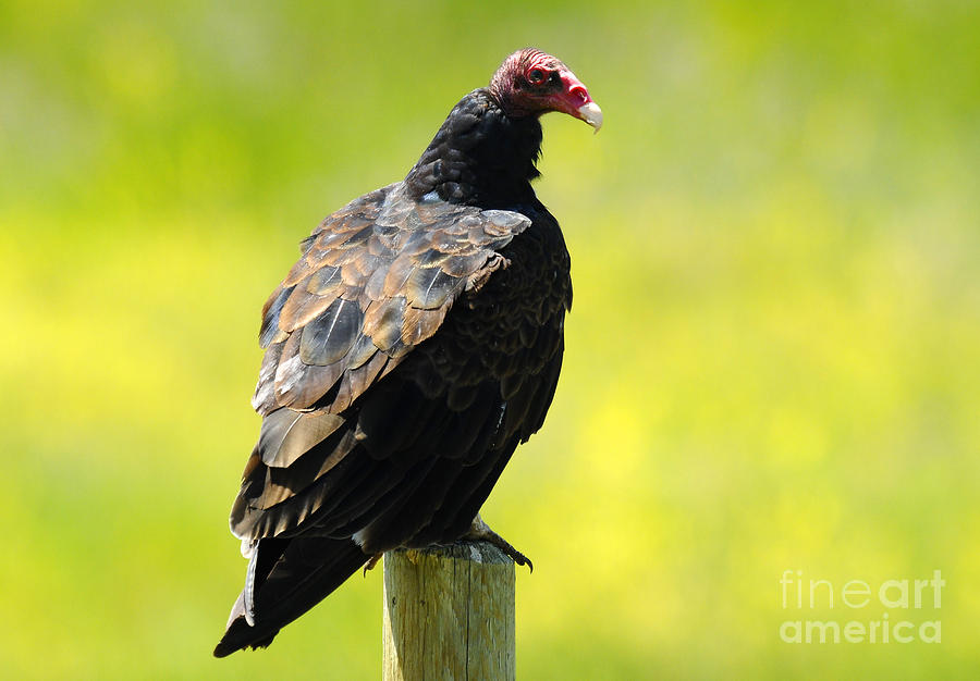 Turkey Vulture Photograph by Dennis Hammer