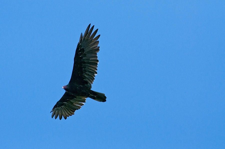 Turkey Vulture Photograph by Don Wolf