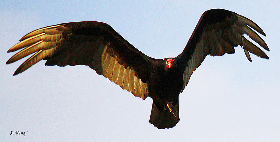Nature Photograph - Turkey Vulture Evening Flight by Roena King