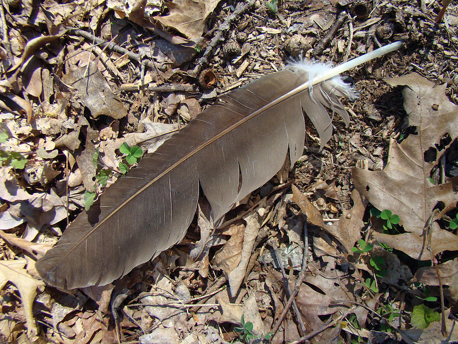 Turkey Vulture Feather Cathartes Aura Photograph By Carol Senske 