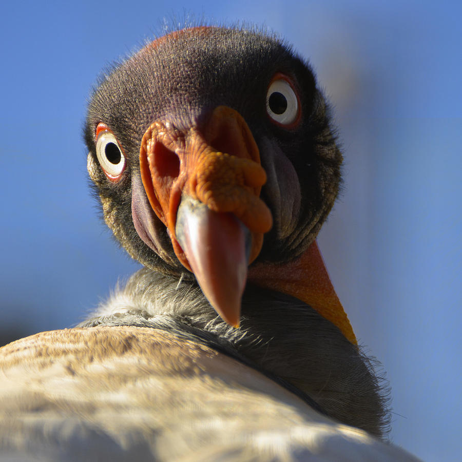 Turkey Vulture Gaze Photograph by Dave Dilli