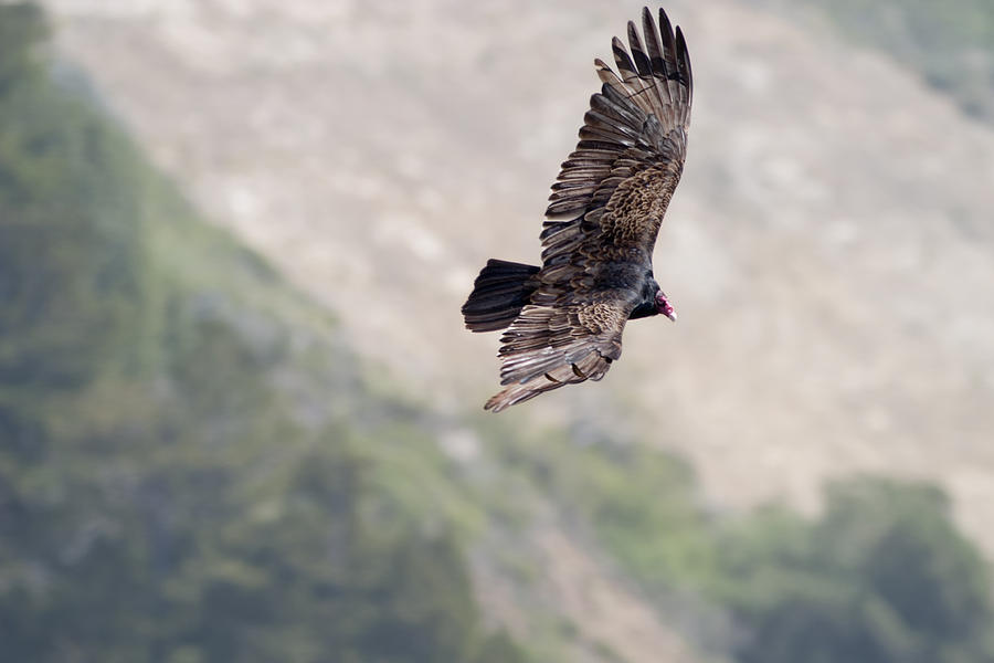 Turkey Photograph - Turkey Vulture by Gregory Scott