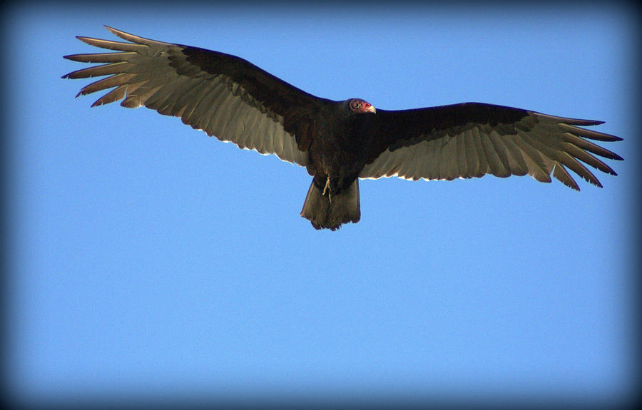 Turkey Vulture In Flight Photograph by John Wright