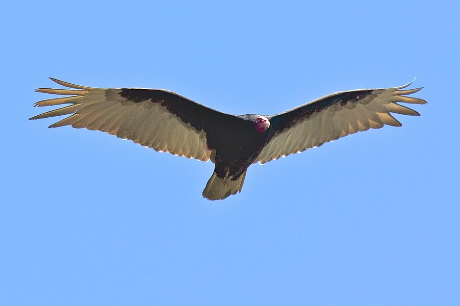 Turkey Vulture Photograph by Joseph Urbaszewski
