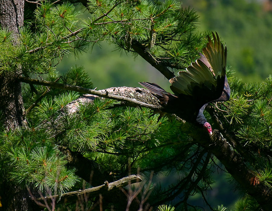 Bird Photograph - Turkey Vulture by Michael Ray